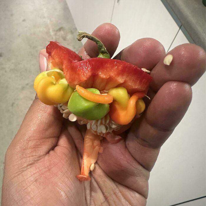 Pimientos de distinto color creciendo dentro de otro pimiento más grande