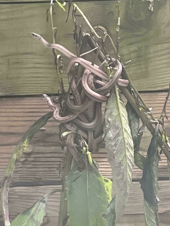 Serpientes de jardín hechas un nudo junto a mi ventana