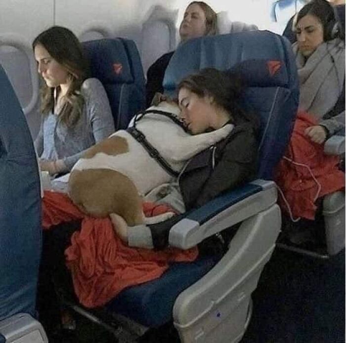 50 Times Animals Were So Randomly Funny, People Just Had To Take A Picture Of Them (New Pics)