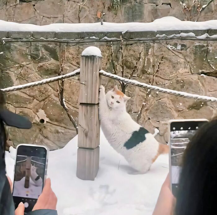 50 Times Animals Were So Randomly Funny, People Just Had To Take A Picture Of Them (New Pics)