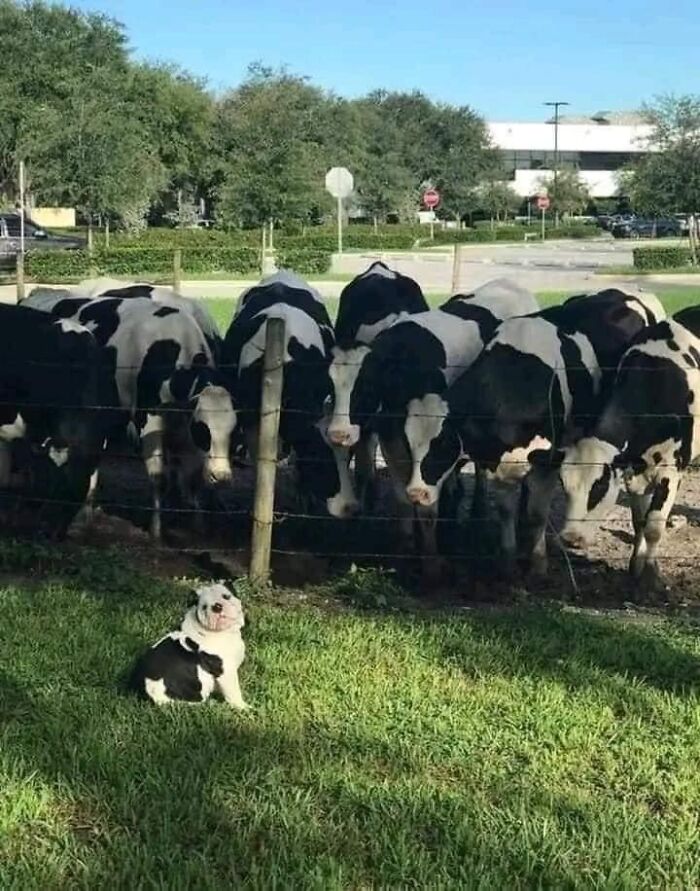 50 Times Animals Were So Randomly Funny, People Just Had To Take A Picture Of Them (New Pics)