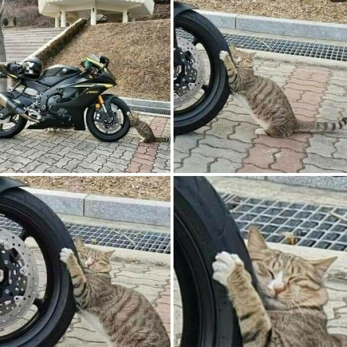 50 Times Animals Were So Randomly Funny, People Just Had To Take A Picture Of Them (New Pics)