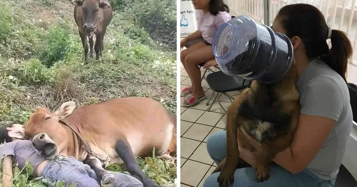 50 Fotos cómicas y extrañas de animales en lugares «donde no deberÃan estar»