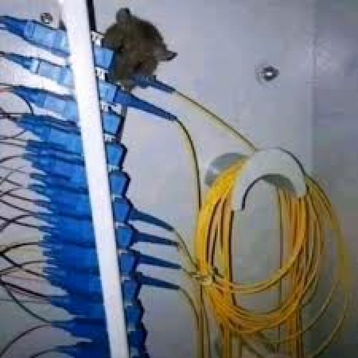 50 Of The Most Cursed Images For People Who Have A Higher Tolerance For Bizarreness (New Pics)