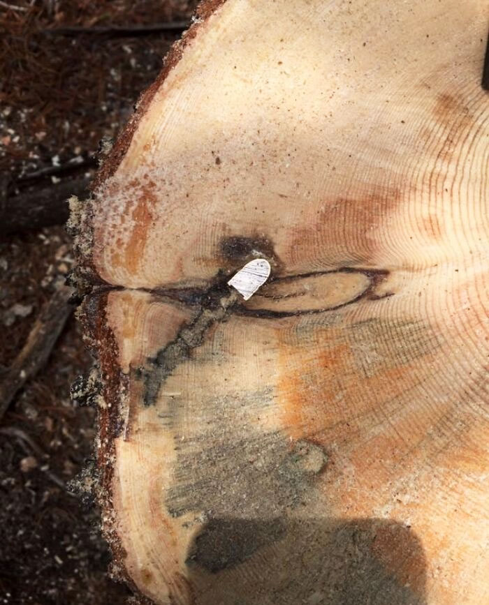 Bala atrapada en un árbol hace mucho tiempo
