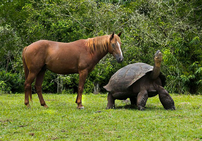 Tortuga de las Galápagos. Uno de los mayores vertebrados y una especie en peligro de extinción que puede pesar hasta 400 kg y vivir hasta 100 años. Caballo como referencia