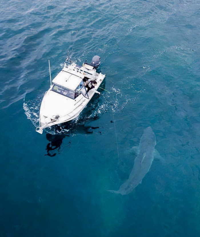 Un enorme tiburón blanco nada junto a un barco de pesca