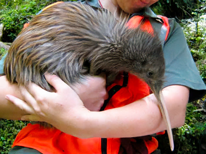 Los kiwis son más grandes de lo que creía