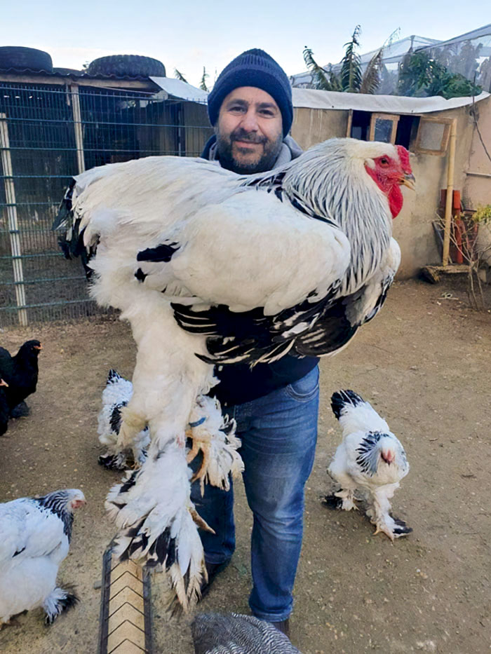 Mirad qué pedazo de pollo
