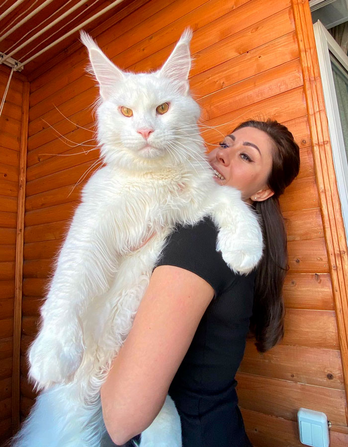 Kefir, el enorme gato Maine coon