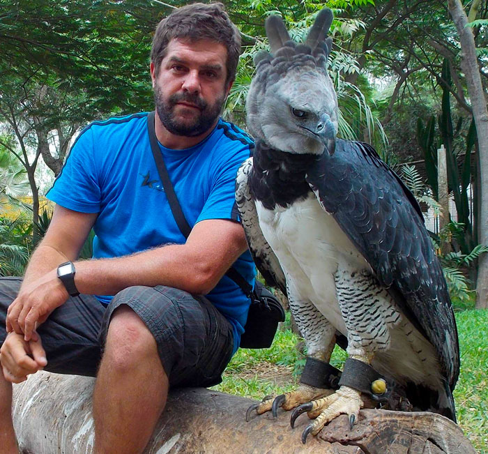 Águila harpía
