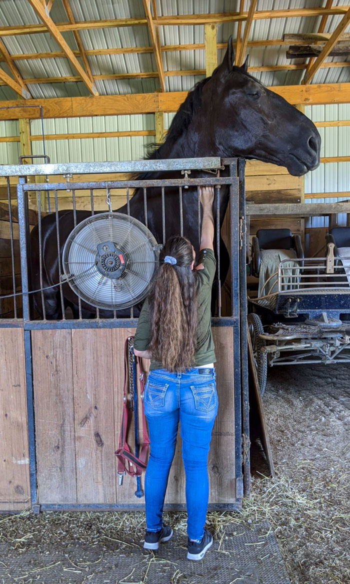 Esto es un caballo percherón