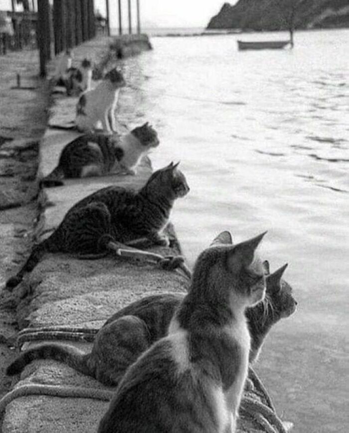 Gatos esperan el regreso del pescador, Estambul, años setenta