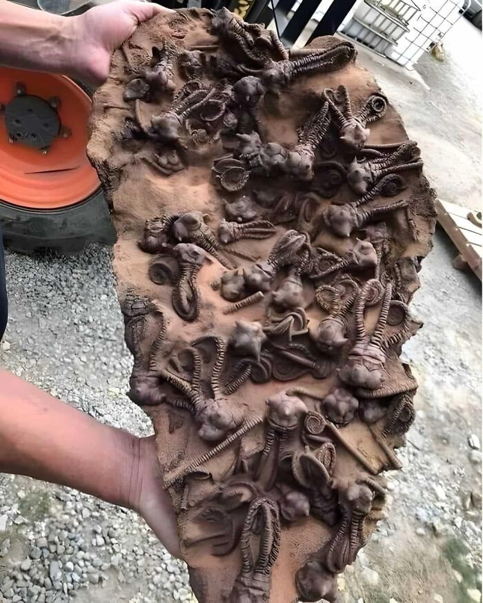 Los fósiles de crinoideos Jimbacrinus de Gascoyne Junction (Australia Occidental) ofrecen una rara visión de la vida hace 250 millones de años