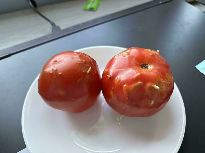 Los tomates que he traido de la tienda han empezado a brotar