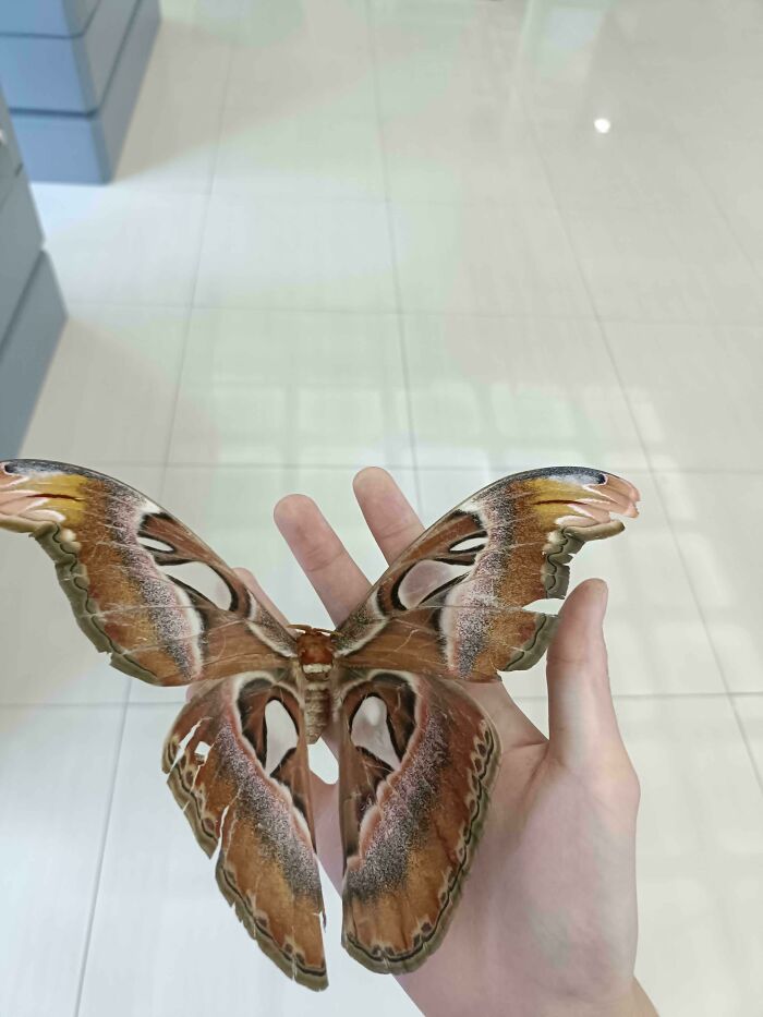 He encontrado una mariposa atlas hoy en clase