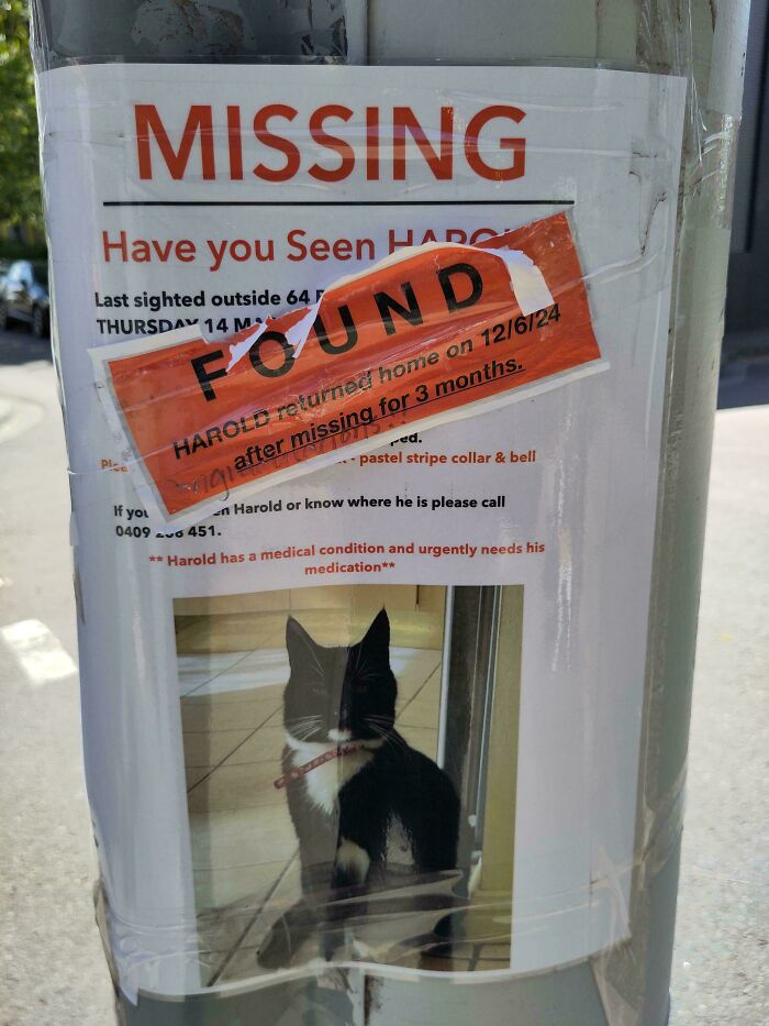Este gato volvió a casa tras 3 meses y los dueños se molestaron en actualizar los carteles de búsqueda
