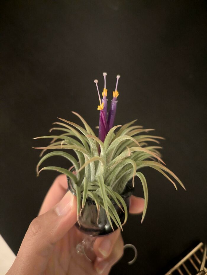 Mi planta aérea ha florecido