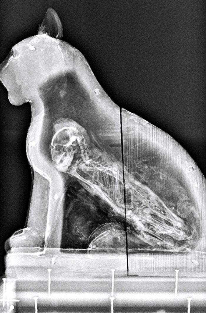 Una radiografía de un sarcófago de Saqqara, un antiguo cementerio al sur de El Cairo, revela la presencia de un gato en su interior.