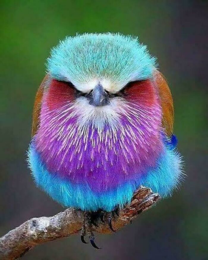 Colorido pájaro posado, mostrando la sorprendente diversidad de la naturaleza.