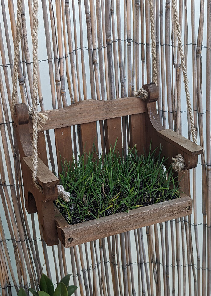 El alpiste para pájaros se quedó ahí durante tanto tiempo que se ha convertido en un jardincito