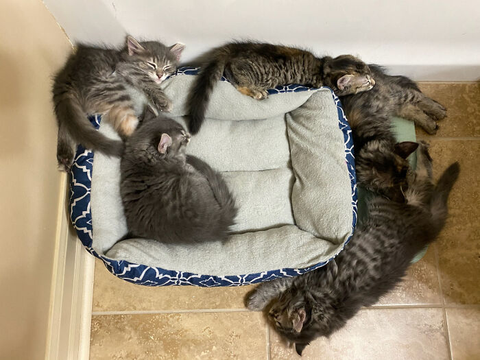De 5 gatitos, solo uno ha averiguado cómo usar la cama
