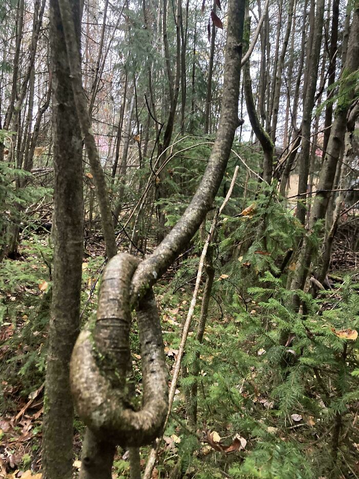 Alguien hizo un nudo con este árbol cuando era pequeño