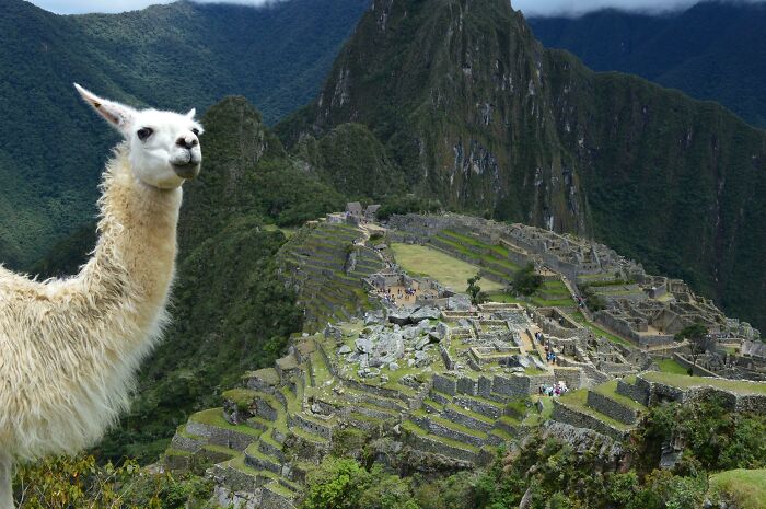 Una llama se ha colado en mi foto de Machupicchu