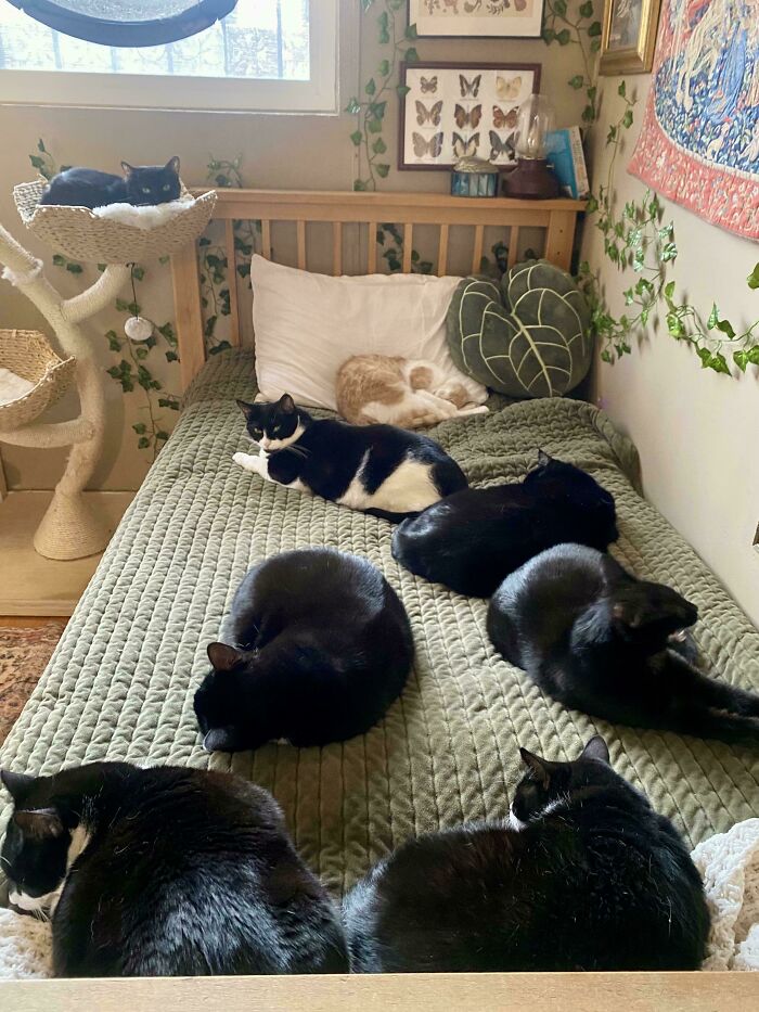 El consejo ha reclamado mi cama como suya
