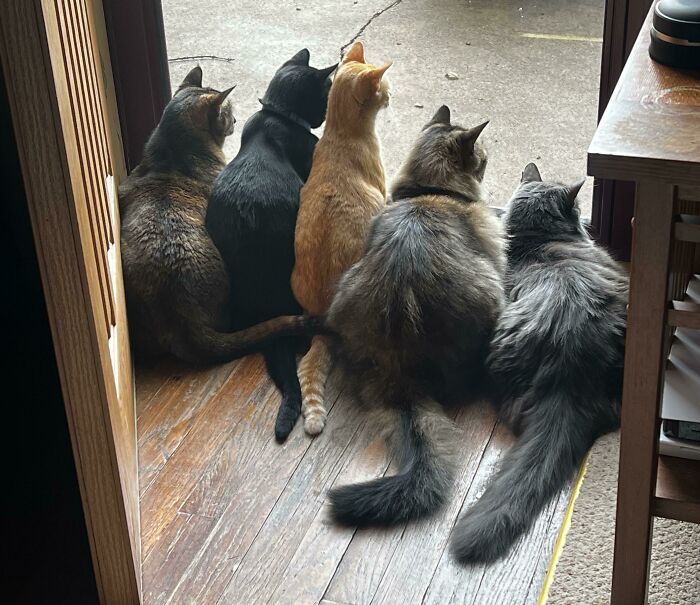 Observando a las ardillas