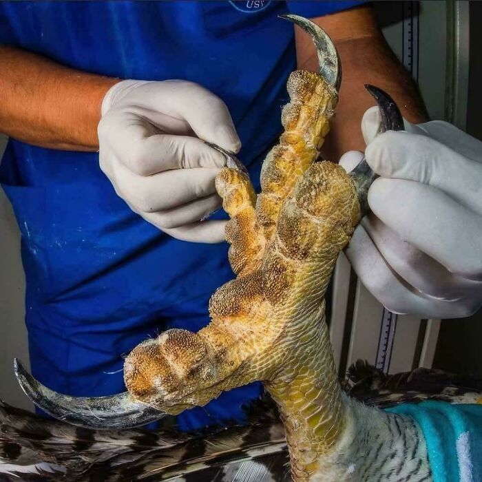 Garras de águila