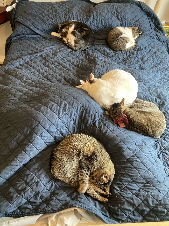 El consejo me roba la cama