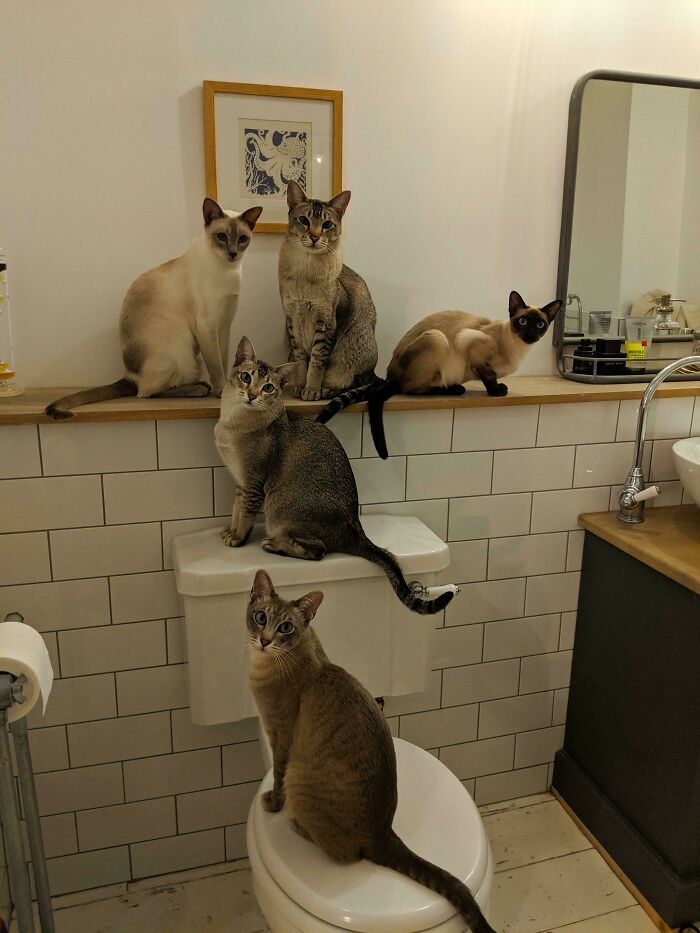 Reunión secreta en el baño