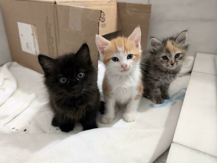 Nuevos miembros
