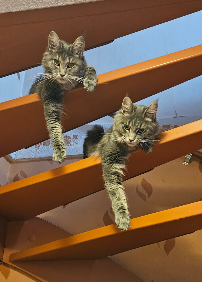 Para subir por las escaleras, debes derrocarlos