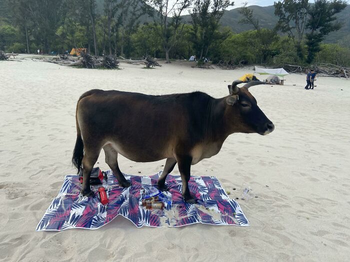 Caminamos dos horas para hacer un picnic y al volver nos encontramos con esto