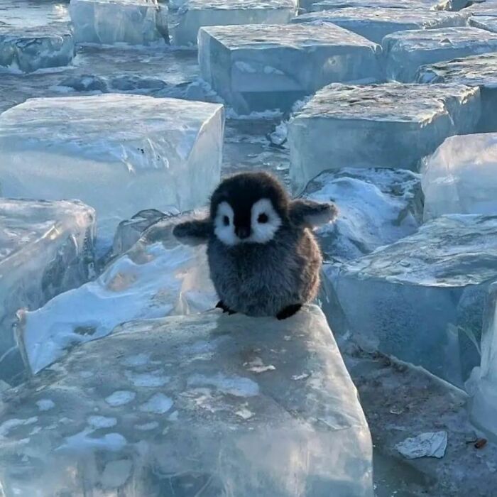 50 Delightfully Random Photos To Make Your Day A Little Brighter