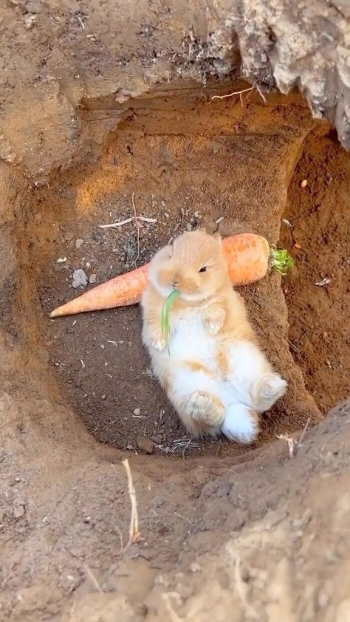 50 Delightfully Random Photos To Make Your Day A Little Brighter