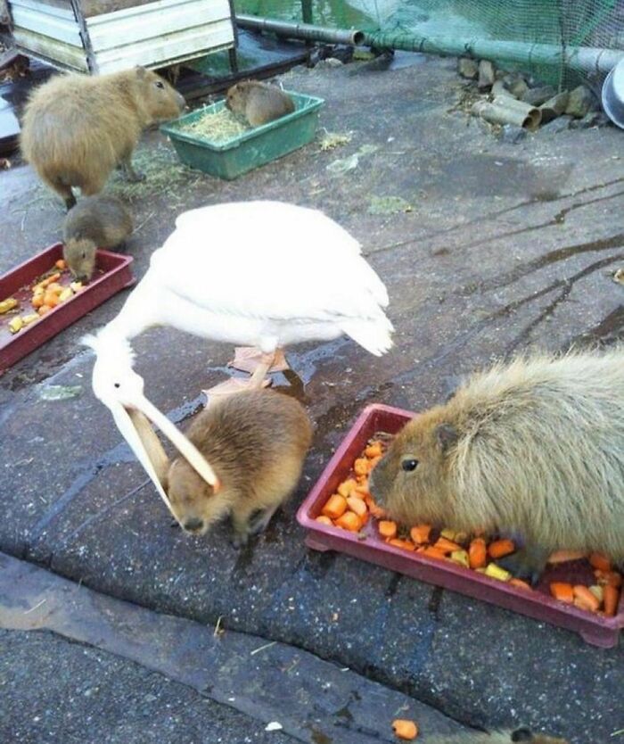 50 Delightfully Random Photos To Make Your Day A Little Brighter