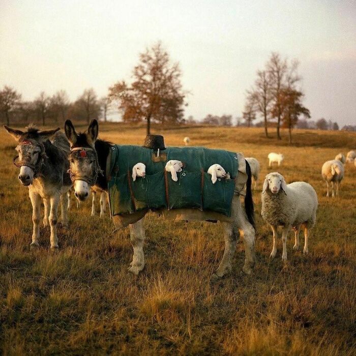 50 Delightfully Random Photos To Make Your Day A Little Brighter