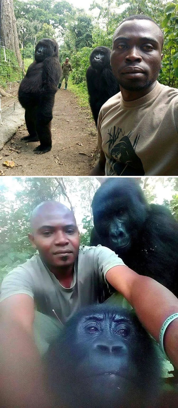 Los antifurtivos se toman un selfie con los gorilas que protegen