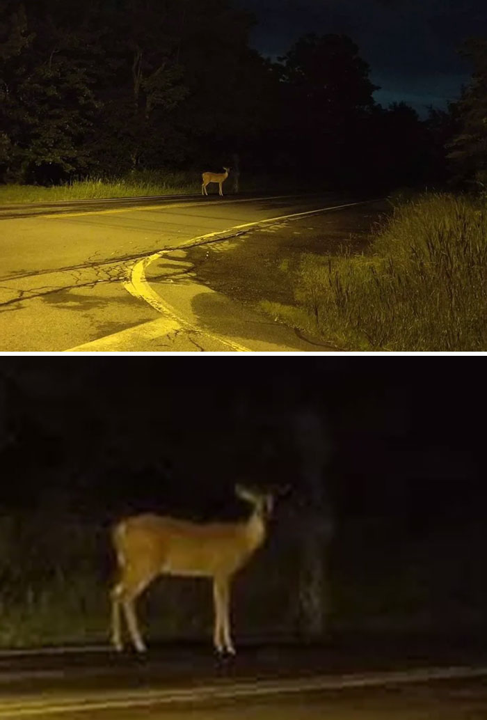 Un fantasma acaricia a un ciervo al borde de la carretera
