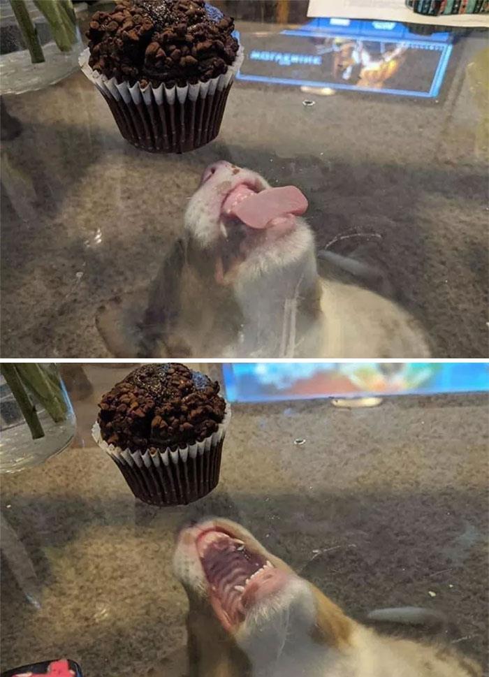 Intento de comerse un muffin