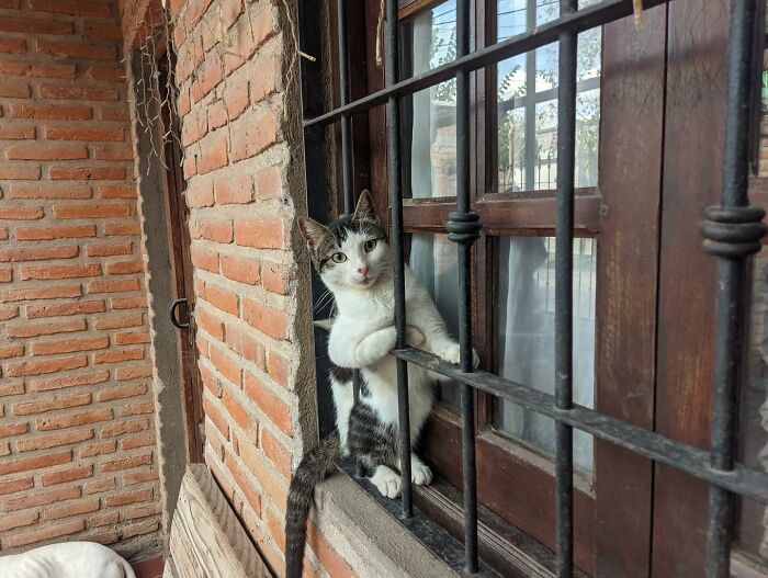 Esta belleza es Casquita, de Argentina, por @martuli141