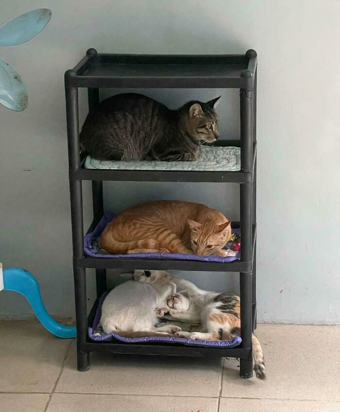 El consejo se echa la siesta