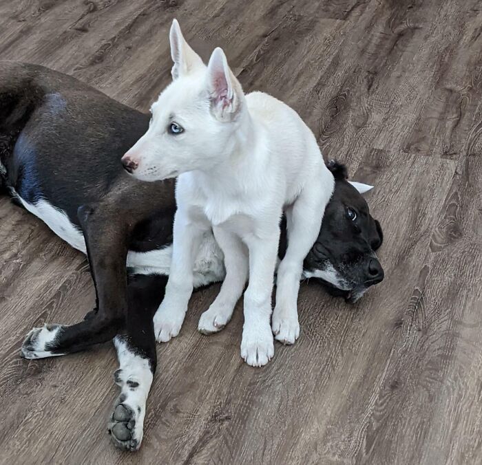Hace 2 semanas traje un cachorro nuevo