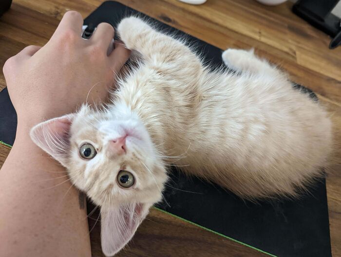 Mi compañero de casa siempre ocupa todo el espacio de mi mousepad. Se aceptan consejos 