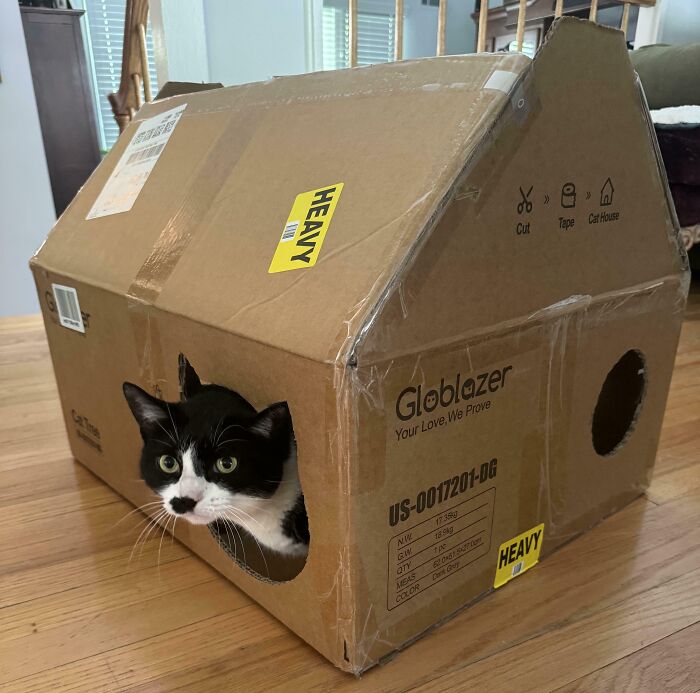 La caja en la que venía el nuevo árbol para gatos tenía instrucciones para convertirla en una casita, y mi gato prefiere la caja al árbol.