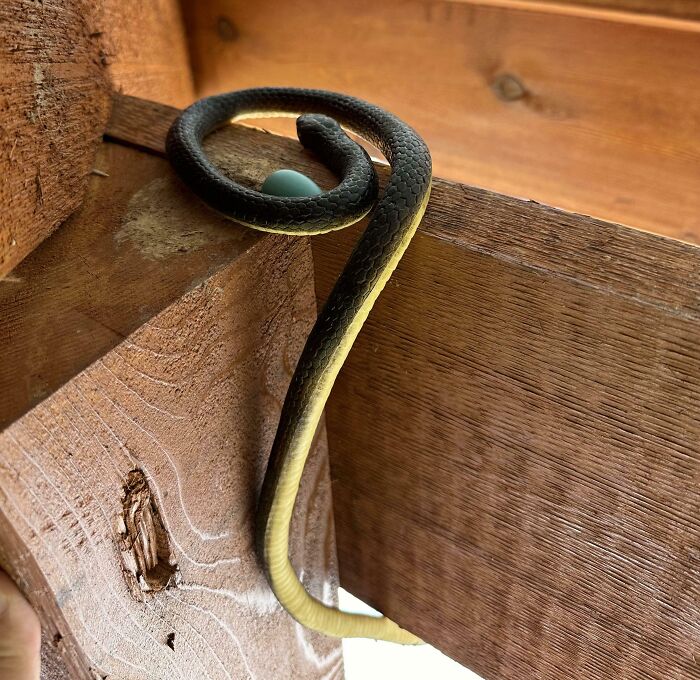 Compré una serpiente falsa para ahuyentar a los pájaros. En lugar de eso, la usaron como nido