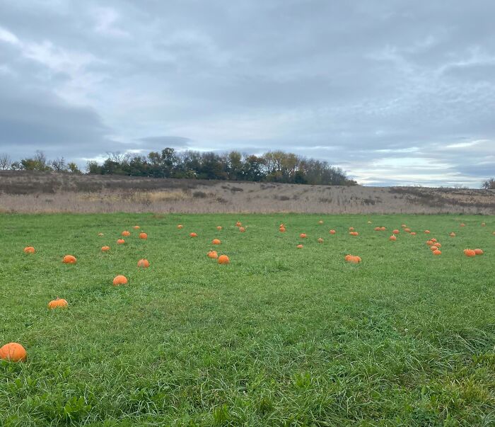 Pagué 12$ por ir a un campo de calabazas... es un campo con cesped al que han puesto calabazas desperdigadas